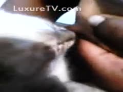 Bizarre breast feeding movie featuring an non-professional housewife trying to feed a kitten
